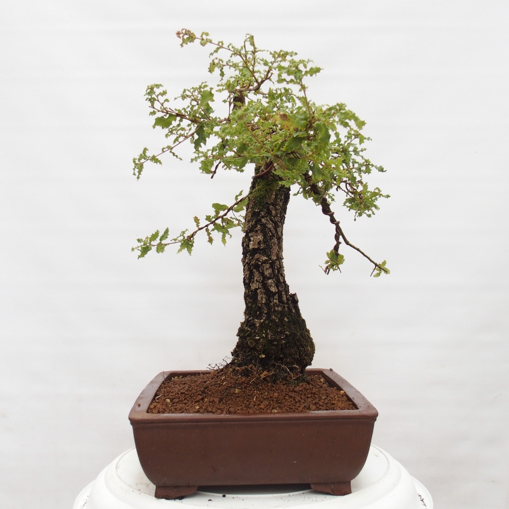 Yamadori - Quercus Ilex - Dąb ostrokrzewowy