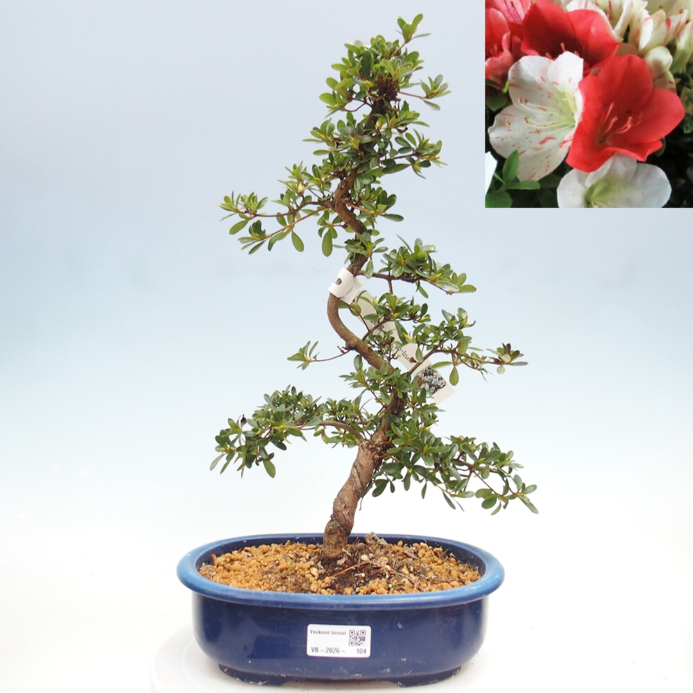 Bonsai zewnętrzne - Azalia japońska - Azalia Asahi-no-izumi