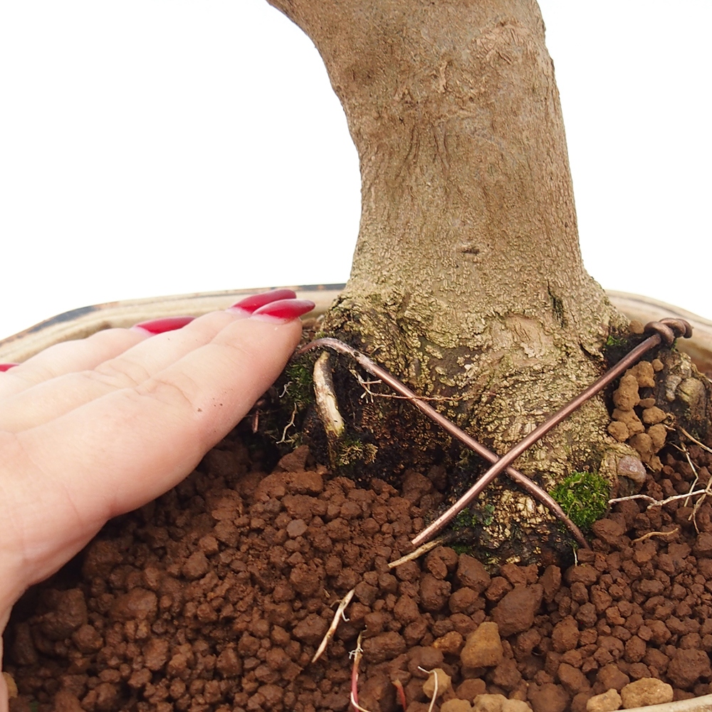 Outdoor bonsai - Acer Buergerianum - Klon Burger