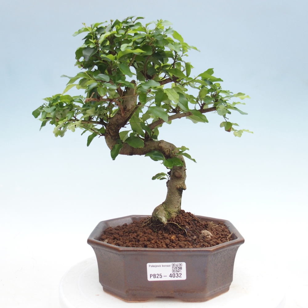 Pokój bonsai - Ligustrum chinensis - Dziób ptaka