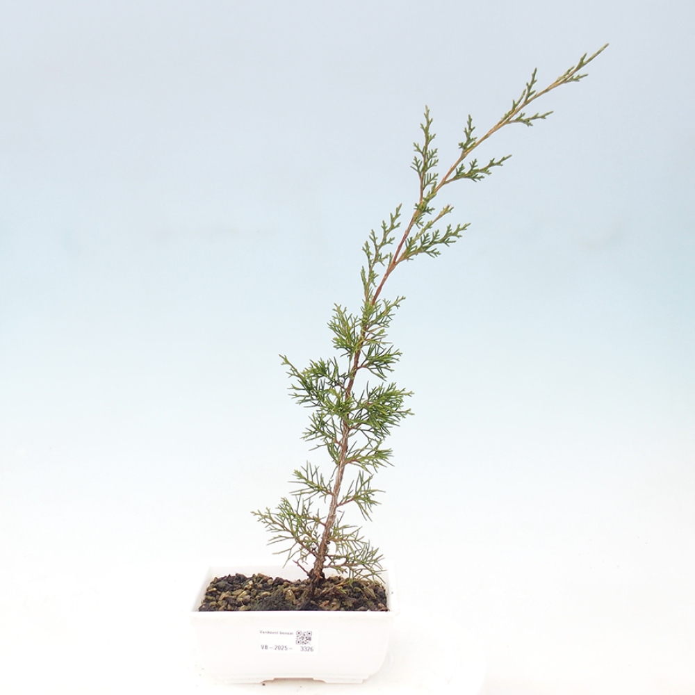 Outdoor bonsai - Juniperus chinensis Itoigawa - Jałowiec chiński