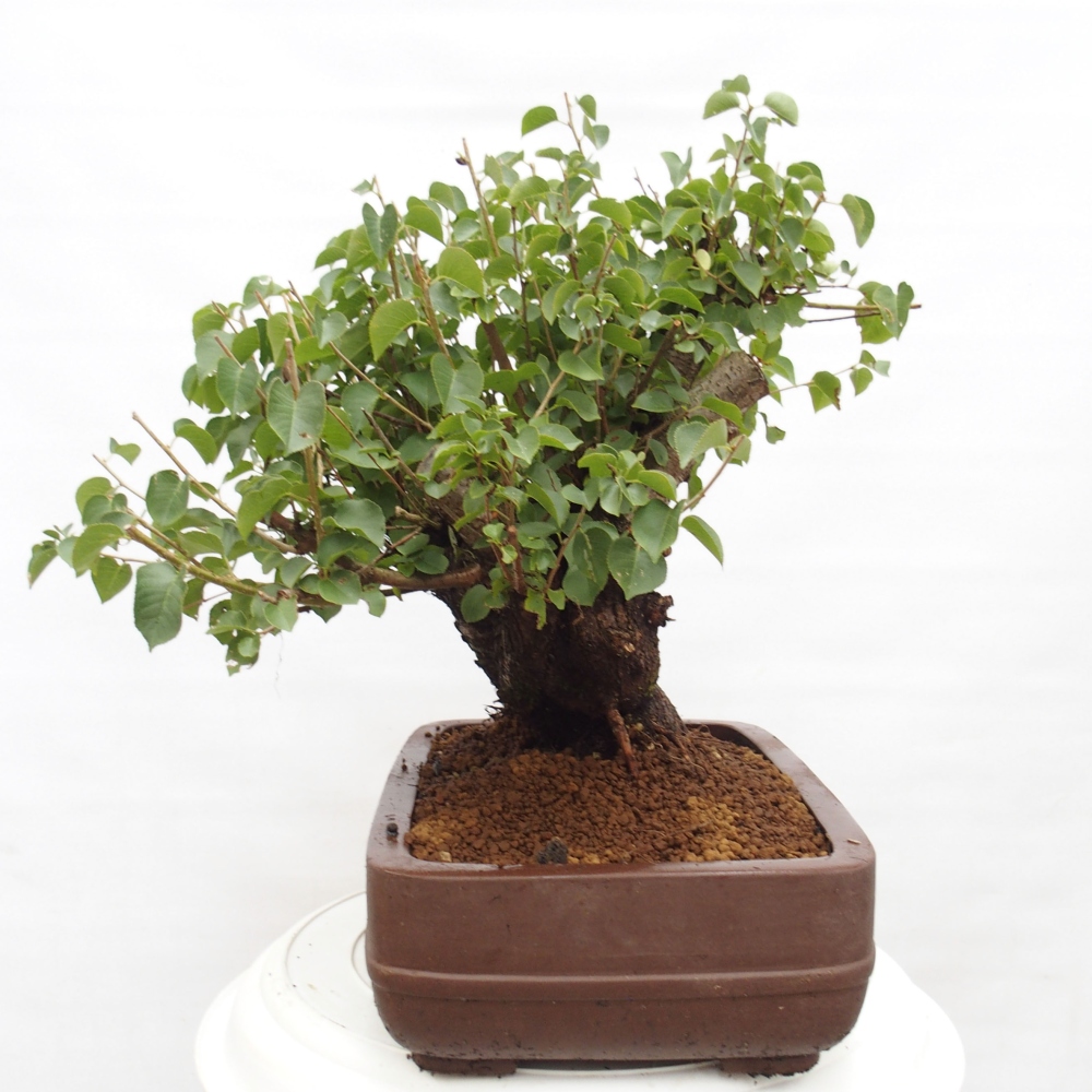 Bonsai na zewnątrz - Mahalebka - Prunus mahaleb