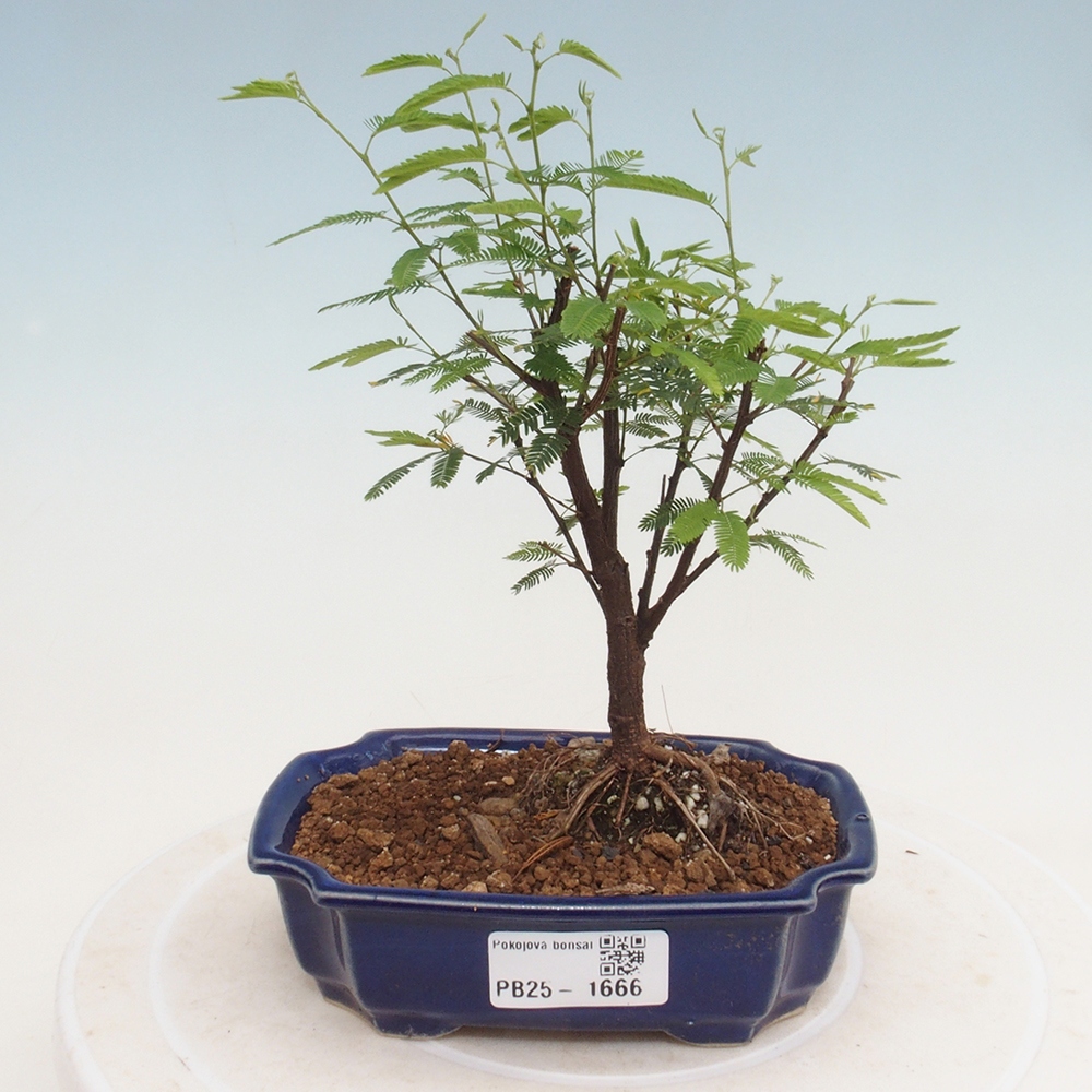Pokój bonsai-Calliandra surinamensis Dixie Pink - Kaliandra z Surii