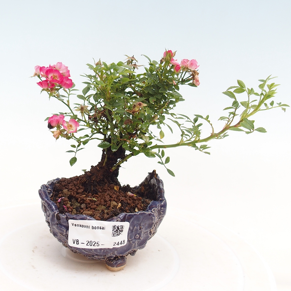 Bonsai zewnętrzne - Rosa Cutie Pie - Róże