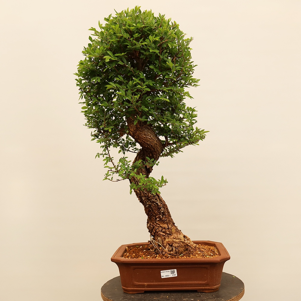 Bonsai na świeżym powietrzu - Zelkova - Zelkova NIRE