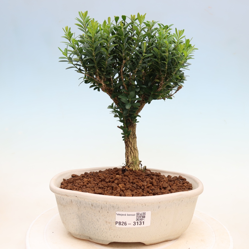 Pokój bonsai - Buxus harlandii - buxus korkowy