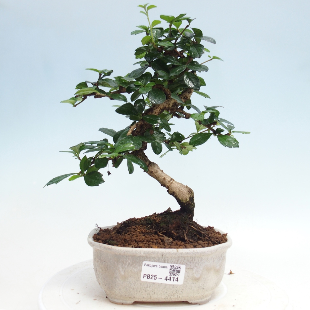 Bonsai pokojowe - Carmona macrophylla - Tea fuki