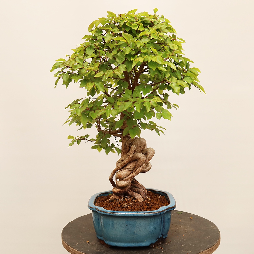 Bonsai plenerowe - Carpinus Coreana - grab koreański