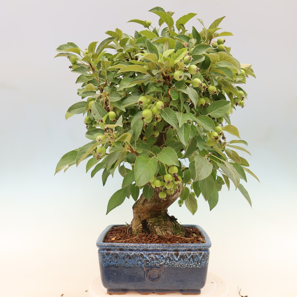 Outdoor bonsai - Malus halliana - Jabłoń drobnoowocowa