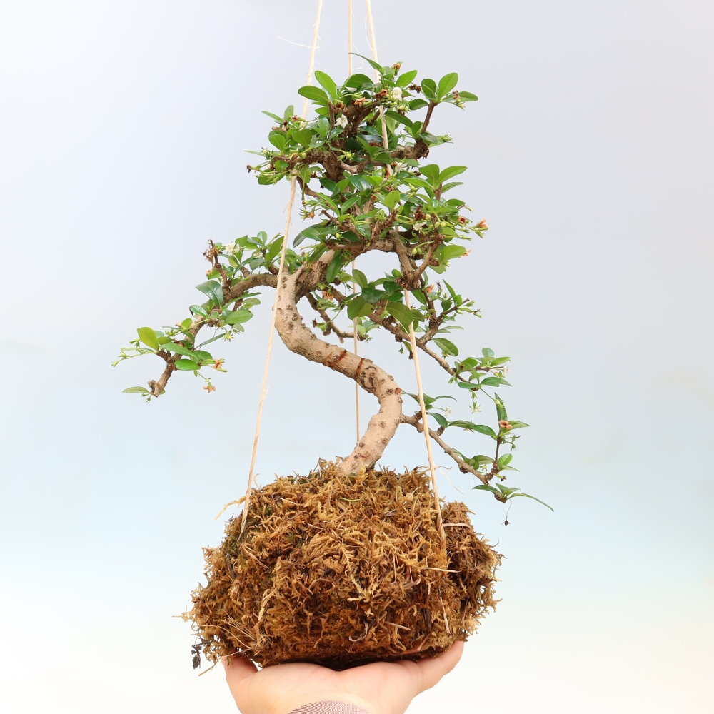 Kokedama w ceramicznej doniczce – Čaj-fuki – Carmona macrophylla