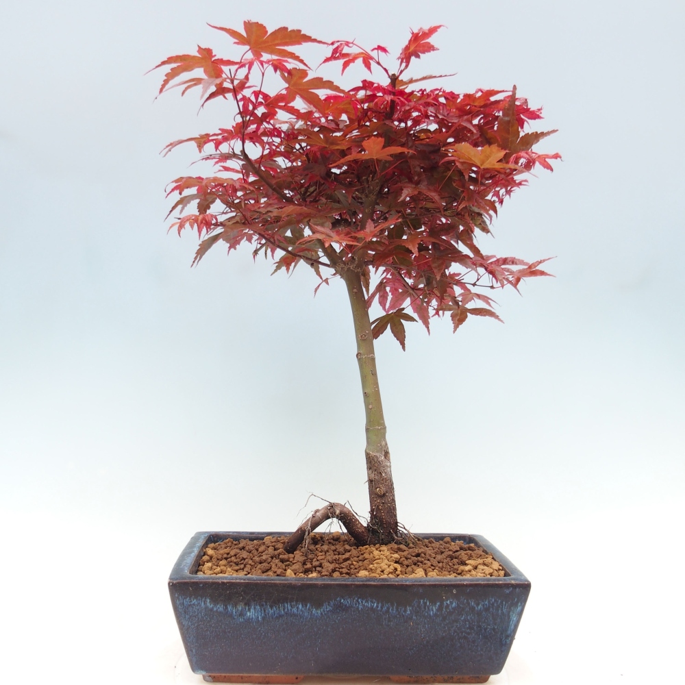 Outdoor bonsai - dlanitolistý klon - Acer palmatum DESHOJO