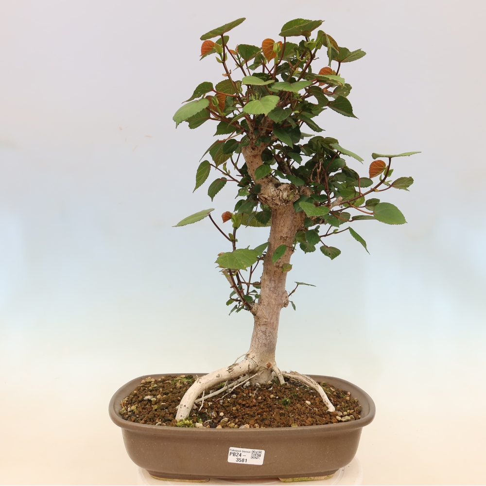 Bonsai domowe - Hibiscus tiliaceus - Hibiskus morski