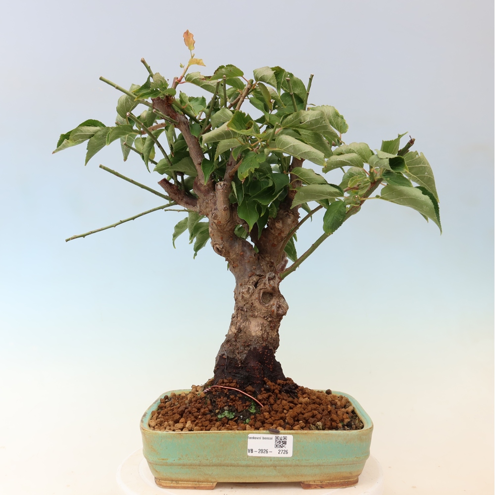 Bonsai ogrodowe – japońska śliwka – Prunus Mume