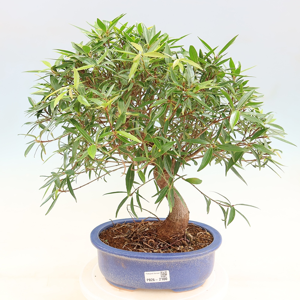 Pokój bonsai - Ficus nerifolia - figowiec drobnolistny