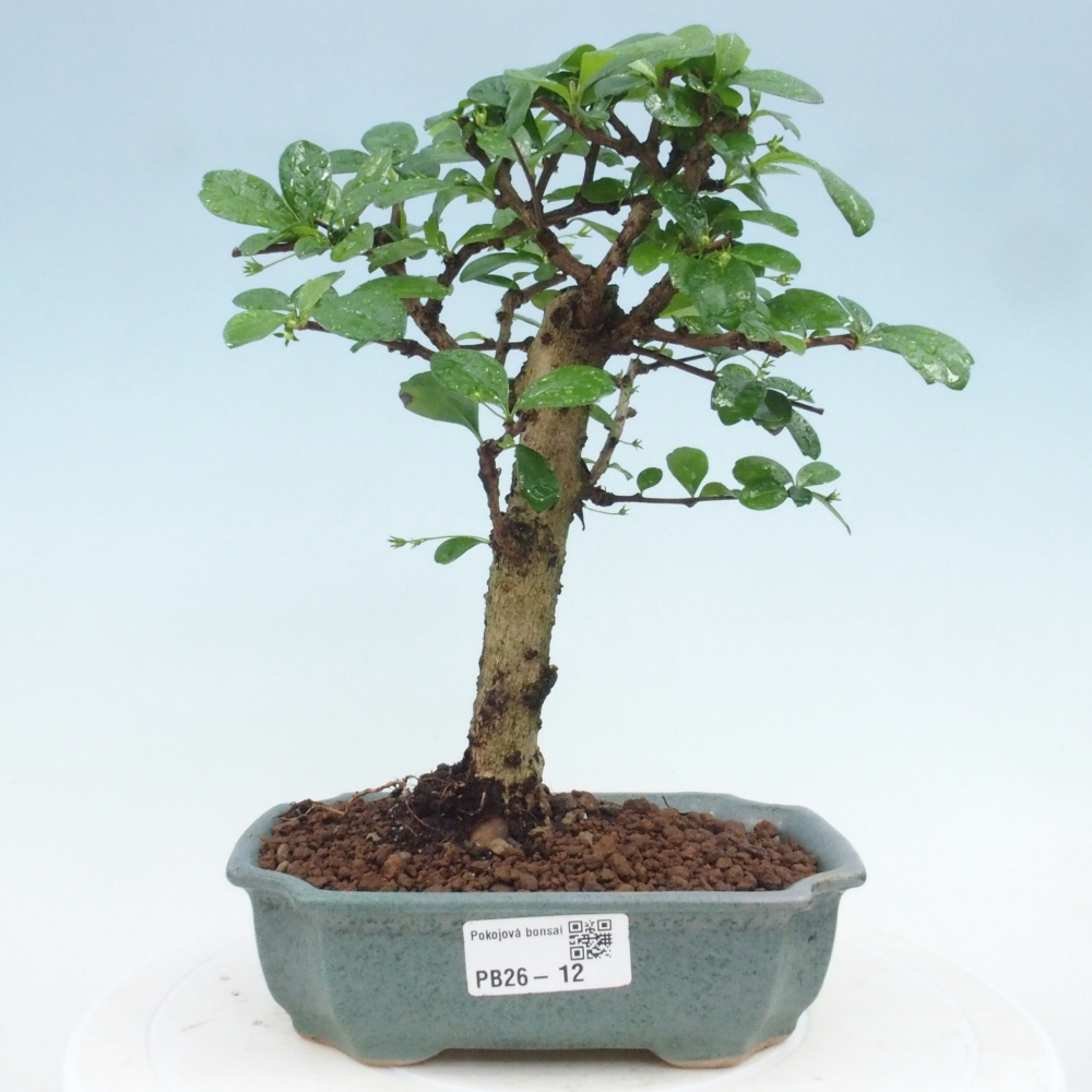 Bonsai pokojowe - Carmona macrophylla - Tea fuki