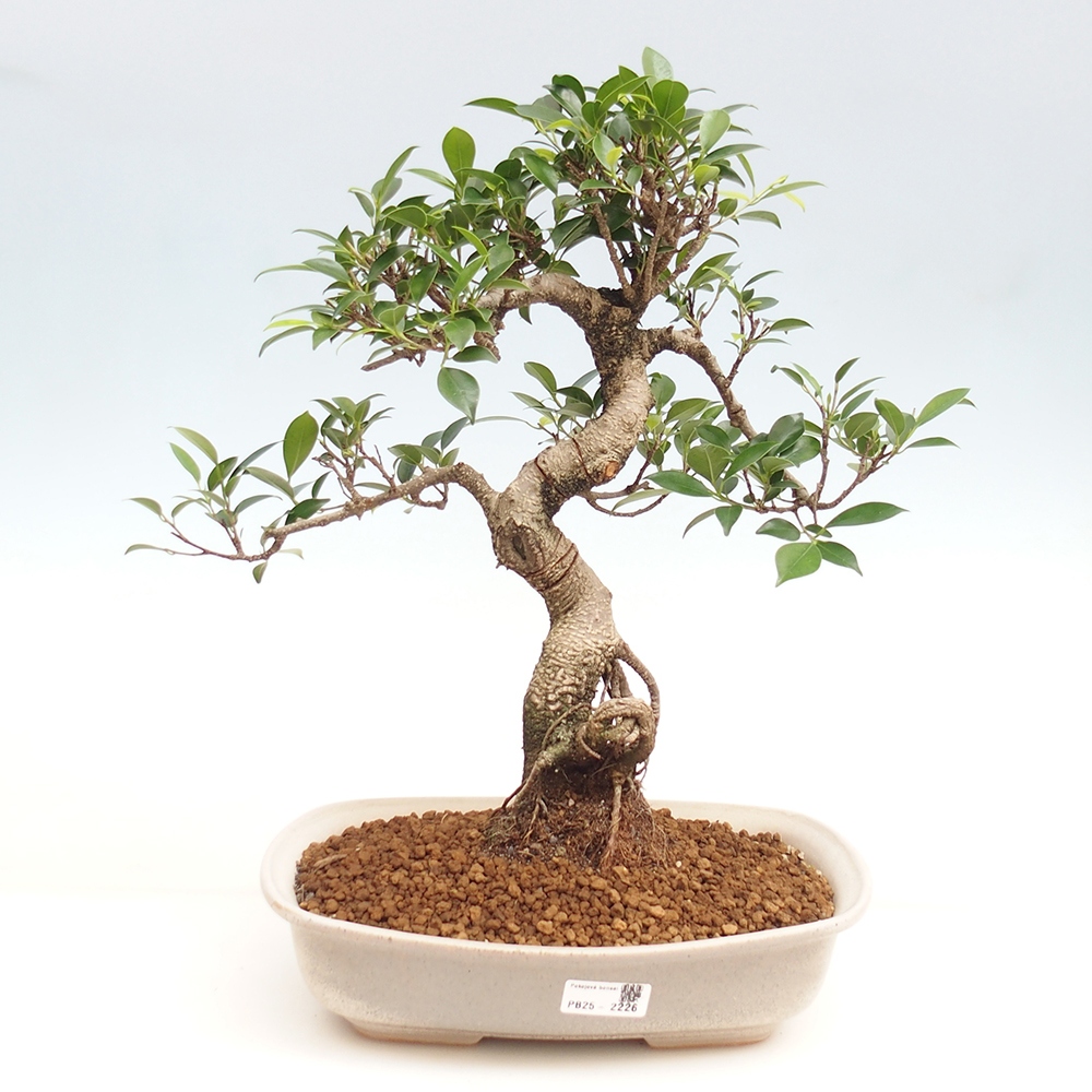 Kryty bonsai - Ficus kimmen - figowiec drobnolistny