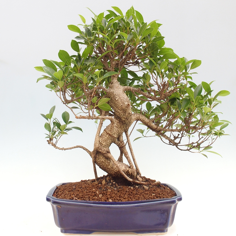 Kryty bonsai - Ficus kimmen - figowiec drobnolistny