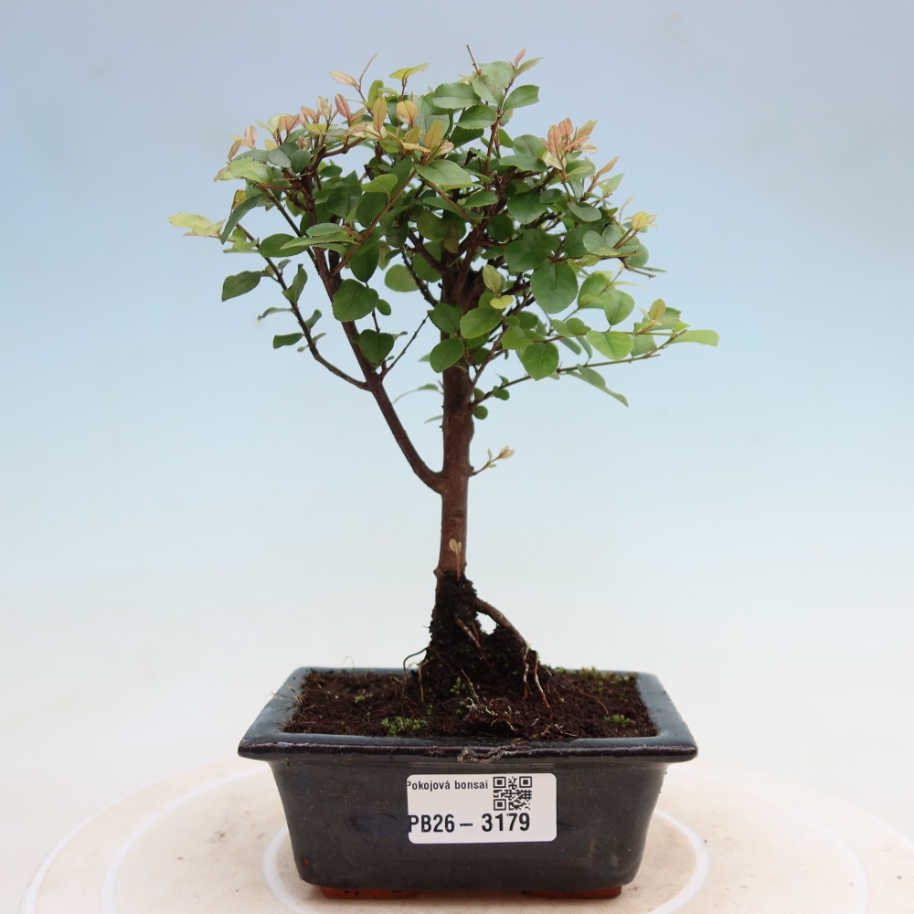 Bonsai pokojowe - Sageretia thea - Sageretia thea