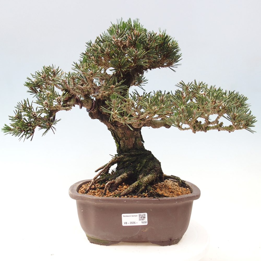 Outdoor bonsai - Pinus thunbergii Kotobuki - Sosna Thunberga
