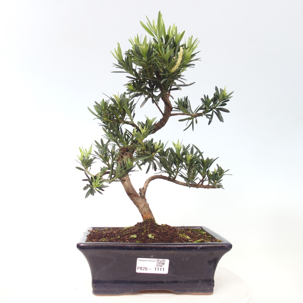 Pokój bonsai - Podocarpus - Kamienny cis