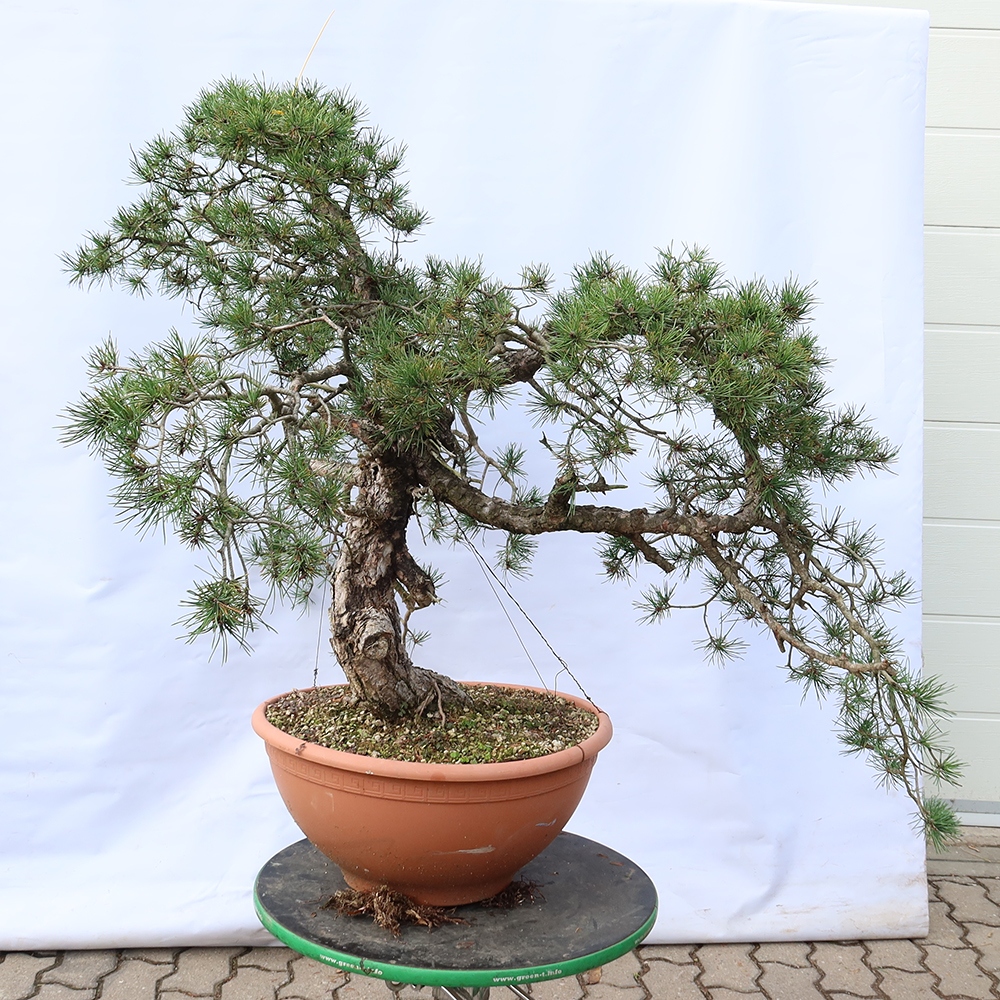 Pinus sylvestris Hiszpania – sosna zwyczajna
