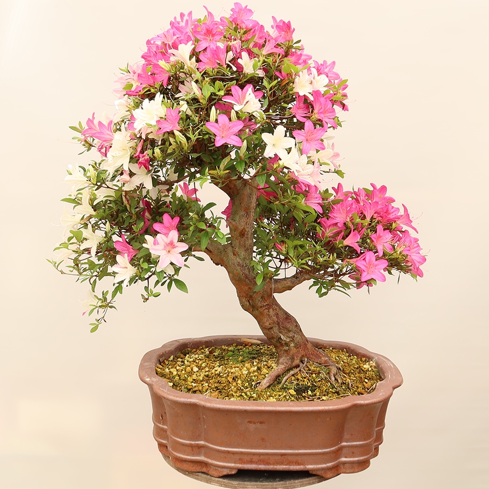 Bonsai zewnętrzne - Azalia japońska - Azalia Miyabihime