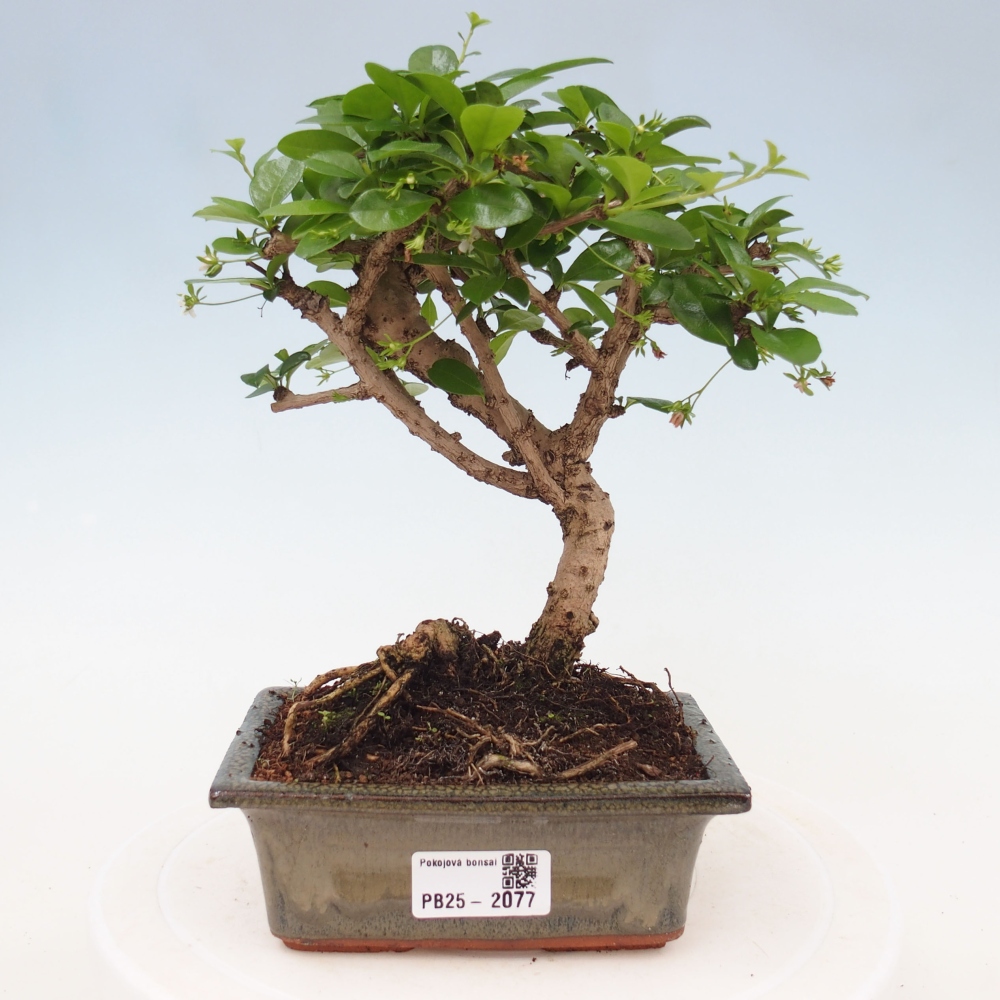 Bonsai wewnętrzne - Carmona makrophylla - Herbata Fuki