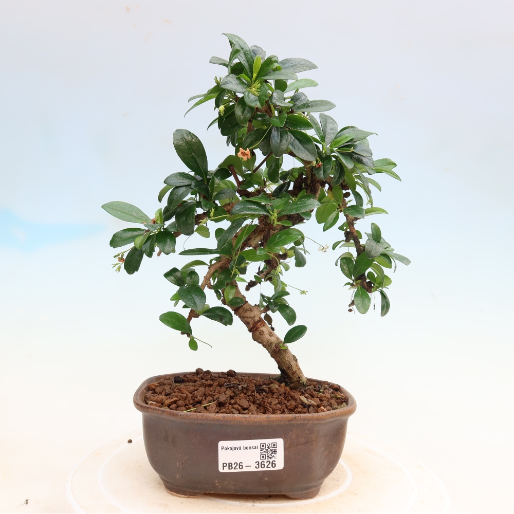 Bonsai pokojowe - Carmona macrophylla - Tea fuki