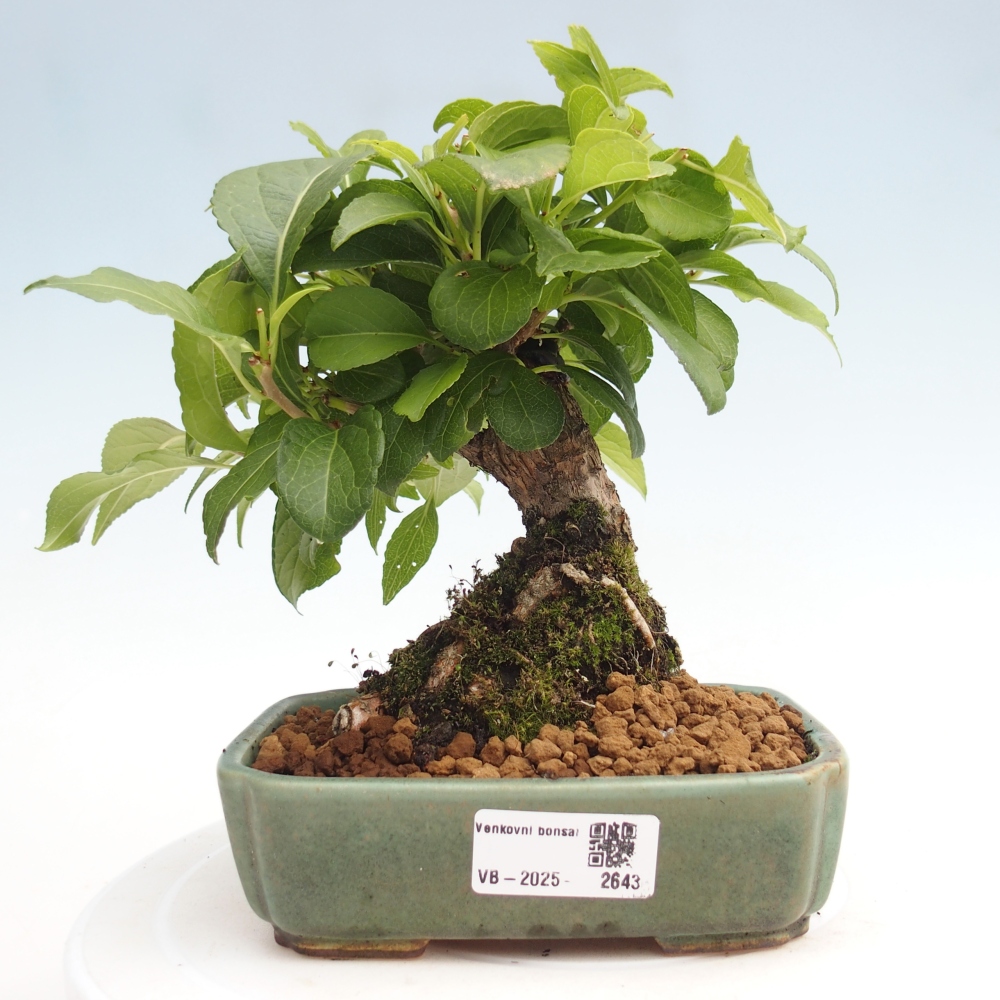 Bonsai na zewnątrz - Celastrus Jesenec
