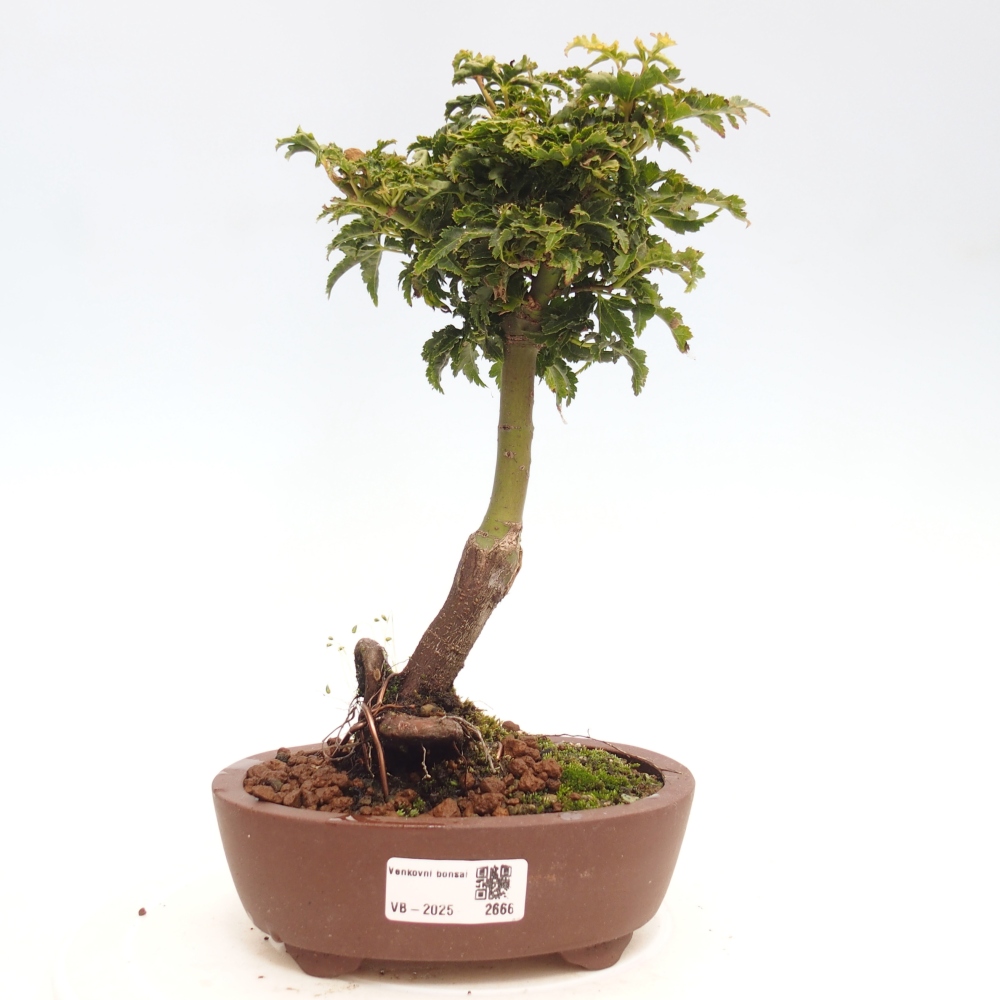 Bonsai zewnętrzne - klon Acer palmatum Shishigashira