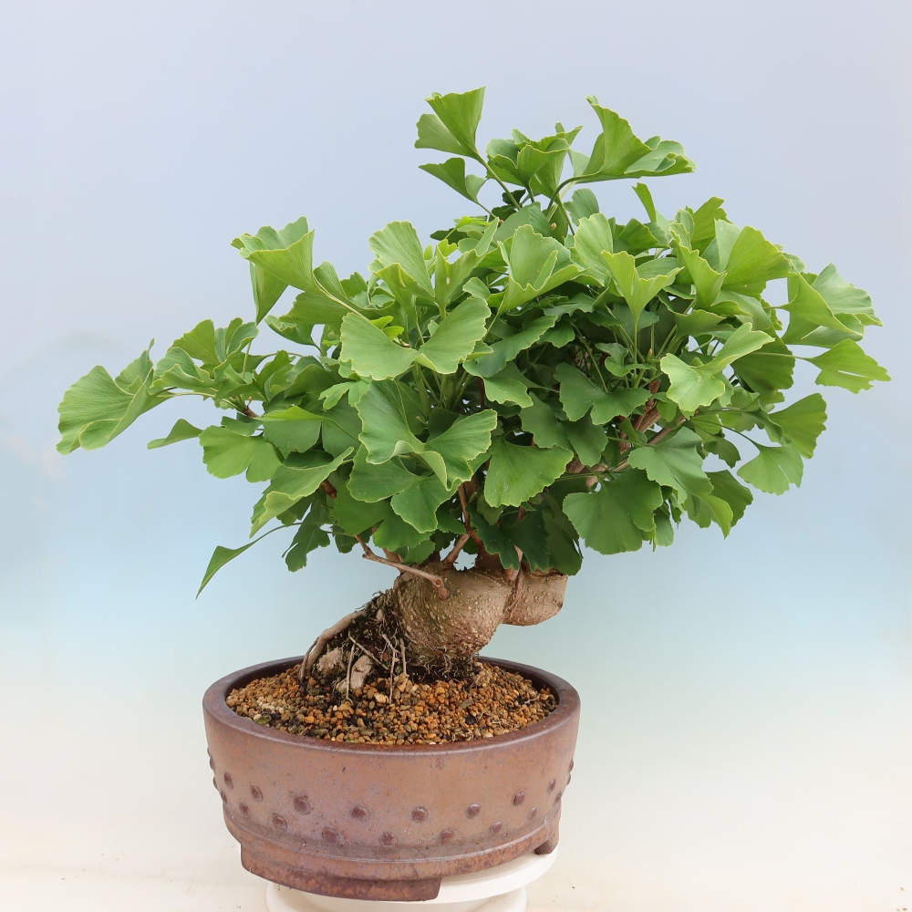 Outdoor bonsai - Ginkgo biloba - Miłorząb dwuklapowy