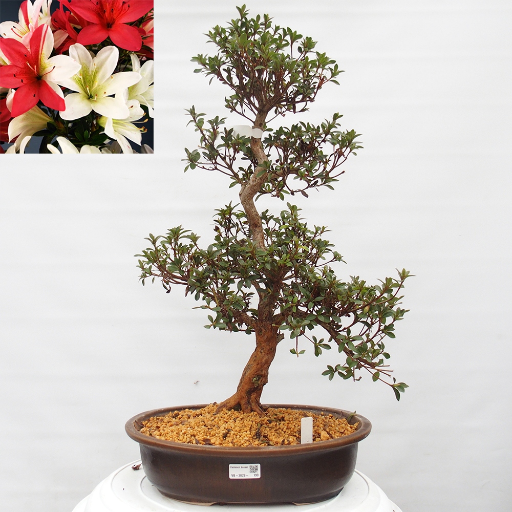 Bonsai zewnętrzne - Azalia japońska - Azalia Hanatsuzuri