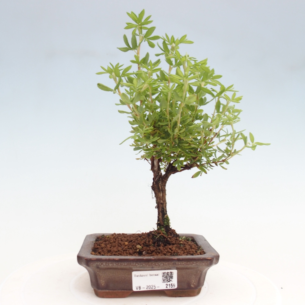Outdoor bonsai-Pięciolistnik - Potentila fruticosa żółty Ptak