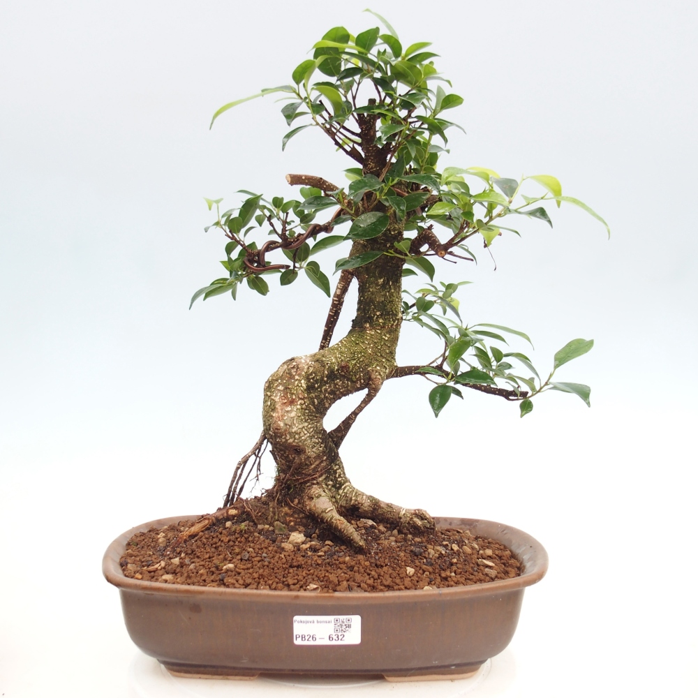 Pokój bonsai - Ficus kimmen - figowiec drobnolistny