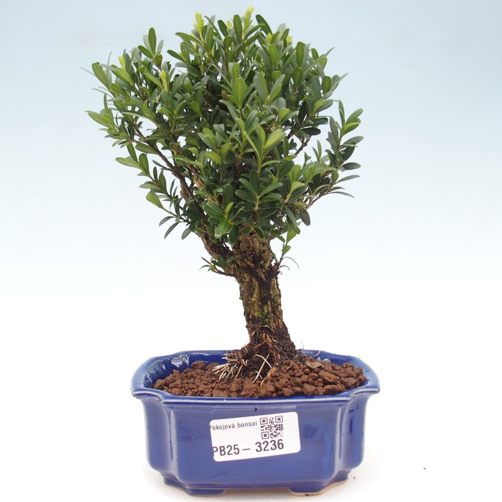 Pokój Bonsai - Buxus harlandii - Bukszpan korkowy