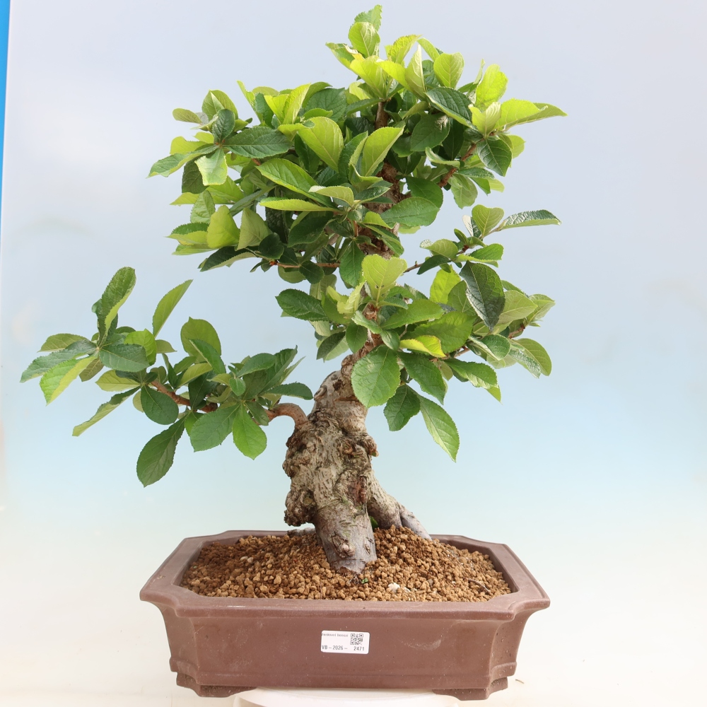 Bonsai ogrodowe – Photinia villosa