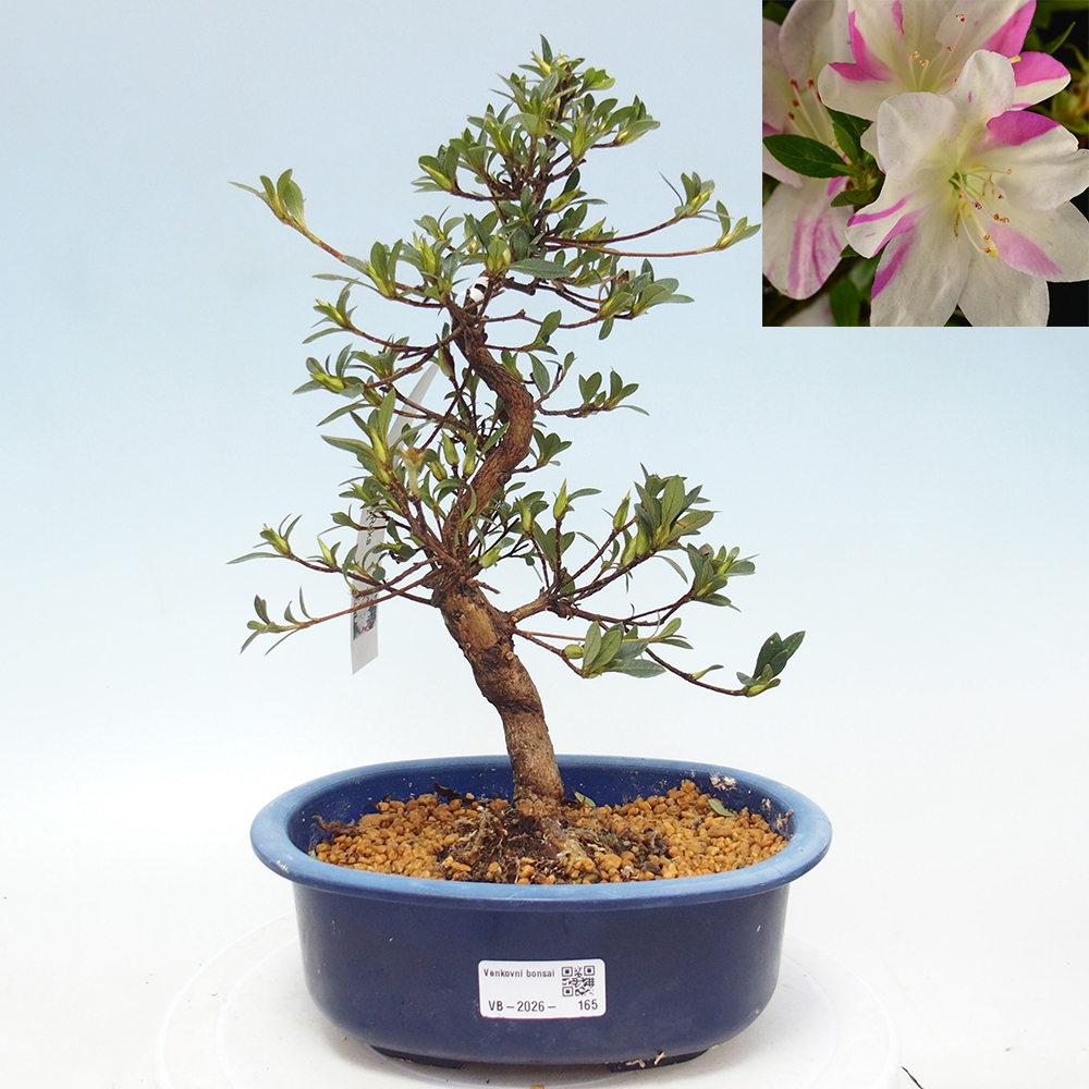 Bonsai zewnętrzne - Azalia japońska - Azalia Hand