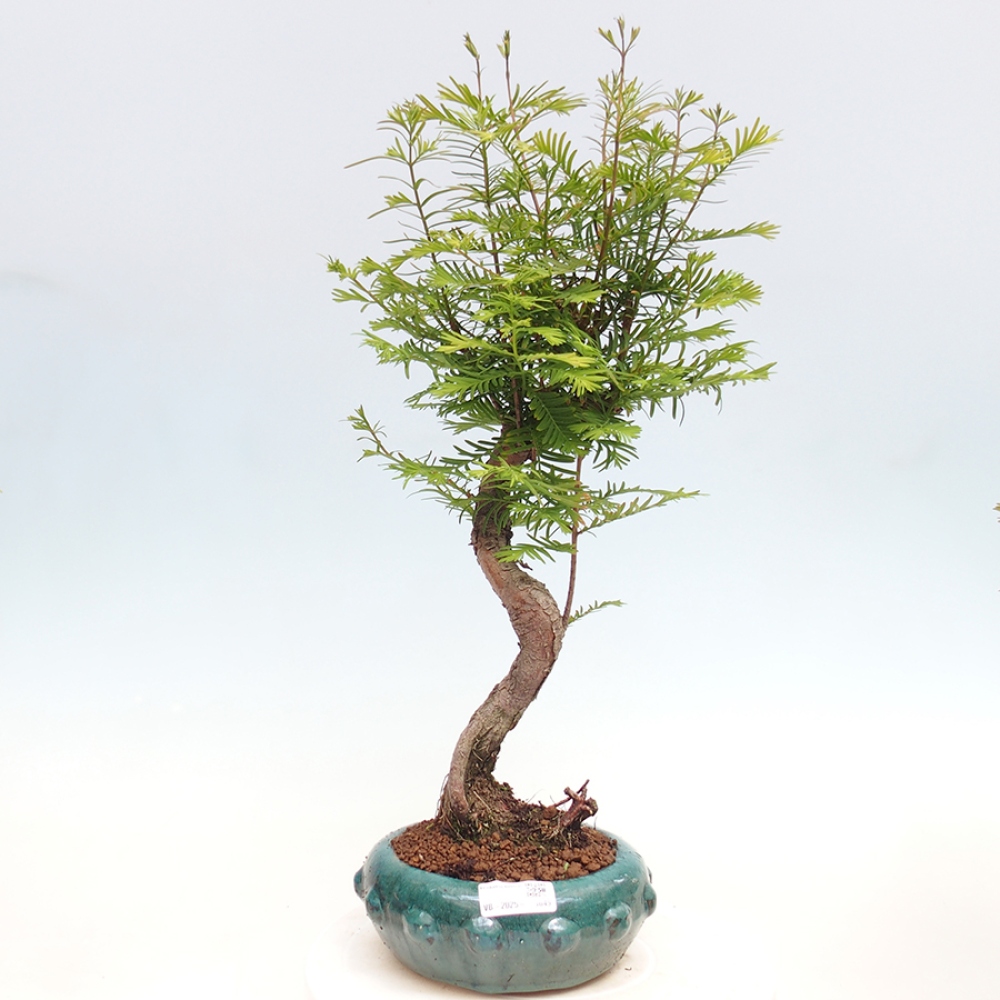 Outdoor bonsai - Metasequoia glyptostroboides - chińskie metasekvoje