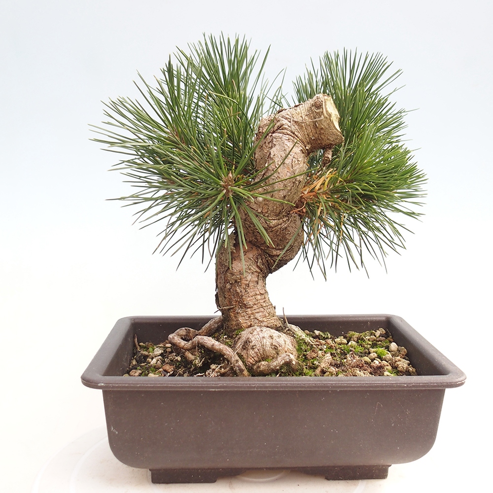 Outdoor bonsai - Pinus thunbergii - sosna Thunberga