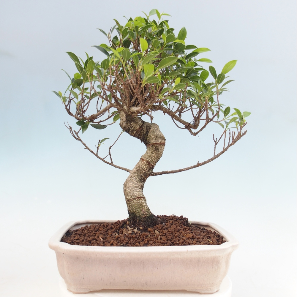 Pokój bonsai - Ficus kimmen - figowiec drobnolistny