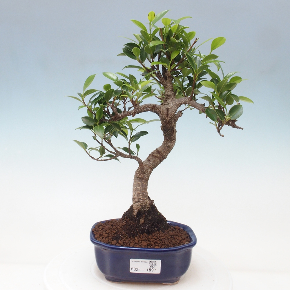 Kryty bonsai - Ficus retusa - figowiec drobnolistny