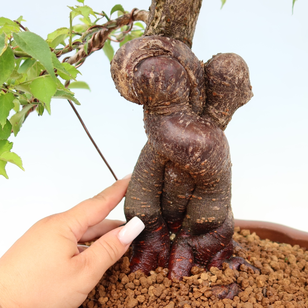 Bonsai ogrodowe – japońska śliwka – Prunus Mume