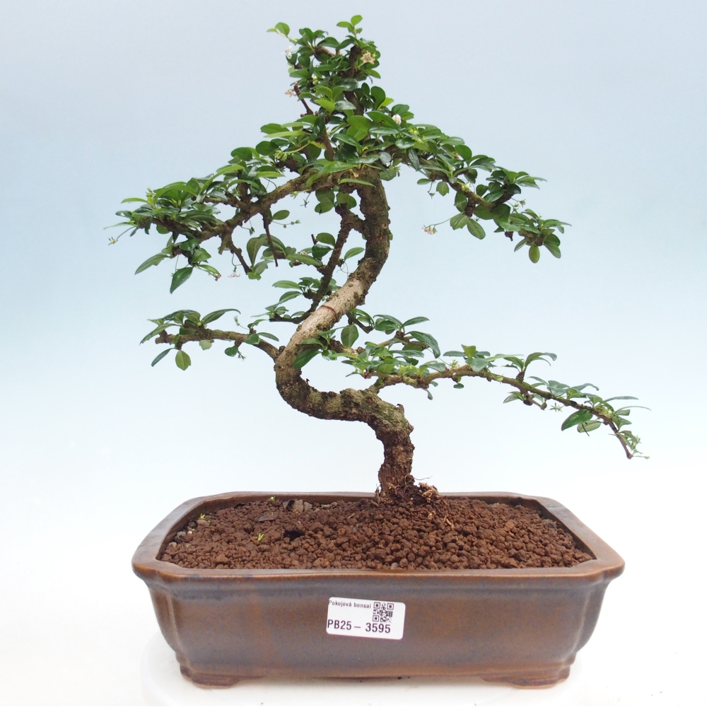 Bonsai pokojowe - Carmona macrophylla - Tea fuki