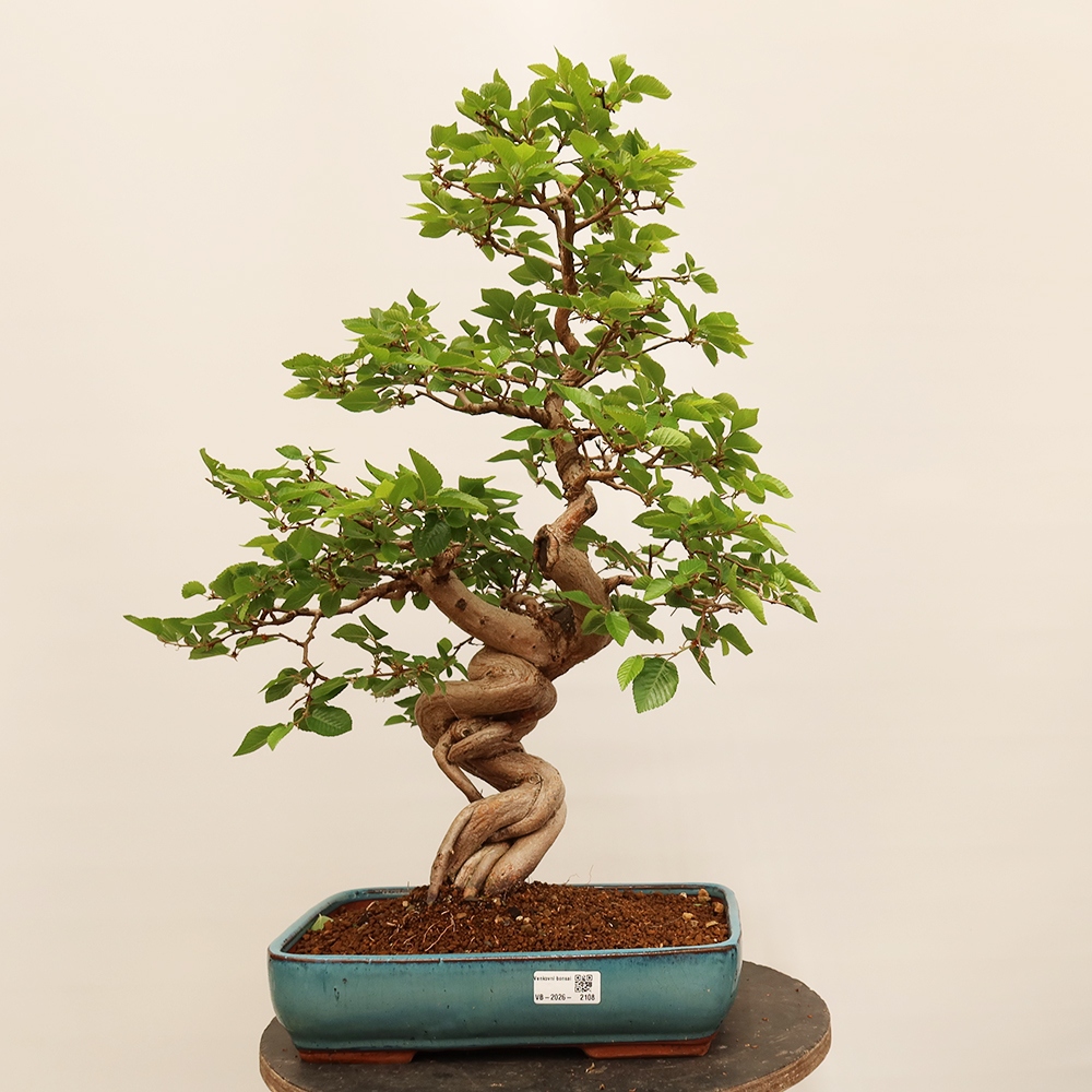 Bonsai plenerowe - Carpinus Coreana - grab koreański
