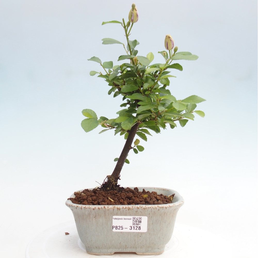 Kryty bonsai - Grewia occidentalis - Lawendowa gwiazda