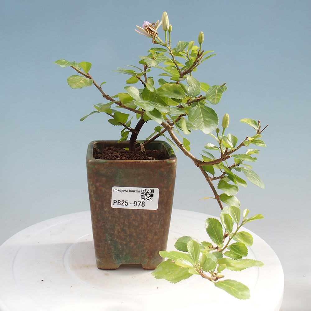 Kryty bonsai - Grewia occidentalis - Lawendowa gwiazda