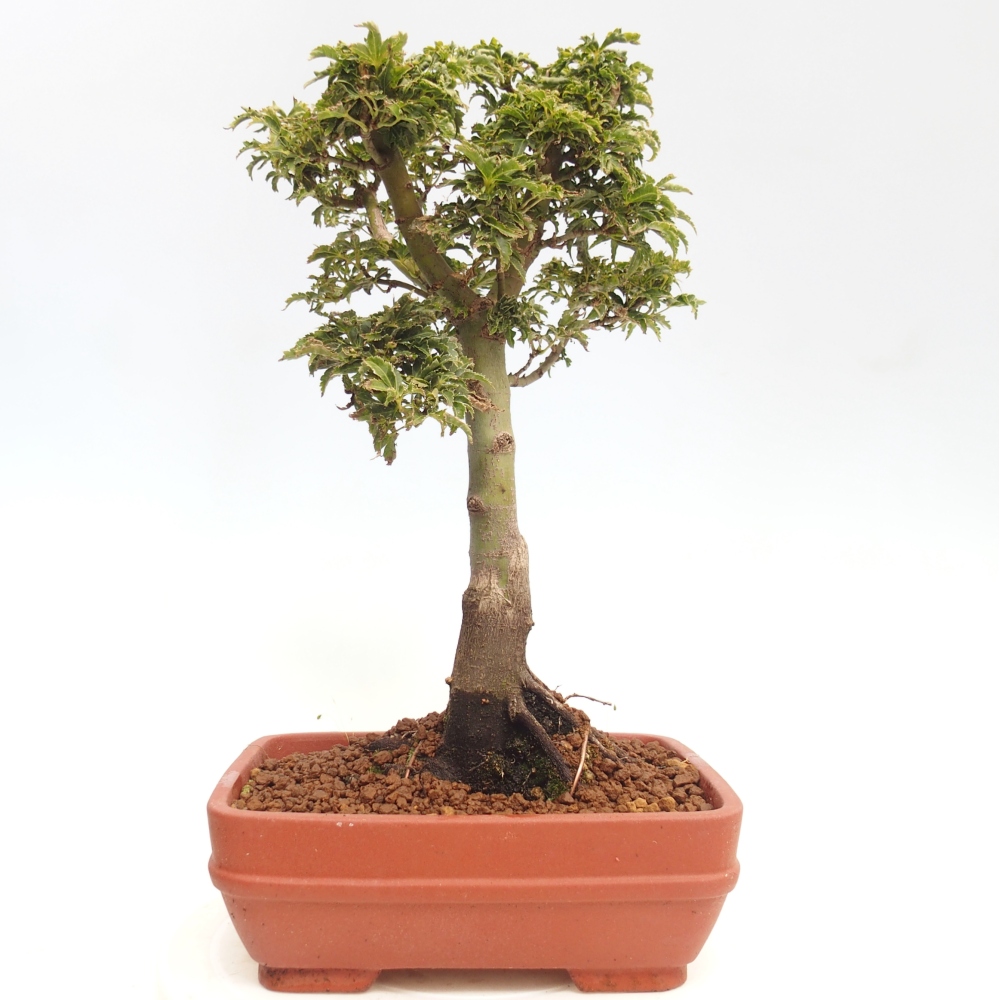 Bonsai zewnętrzne - klon Acer palmatum Shishigashira