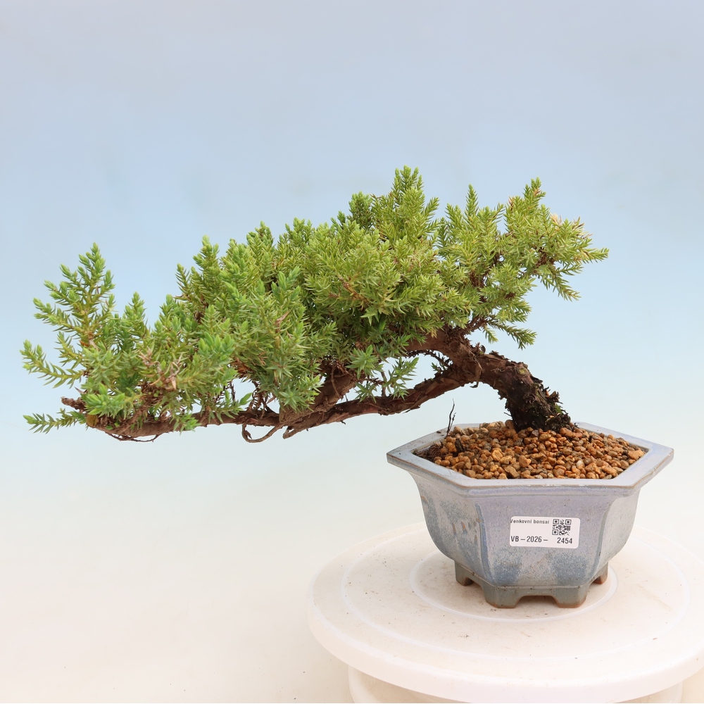 Bonsai ogrodowe – Juniperus procumbens – Jałowiec rozłogowy
