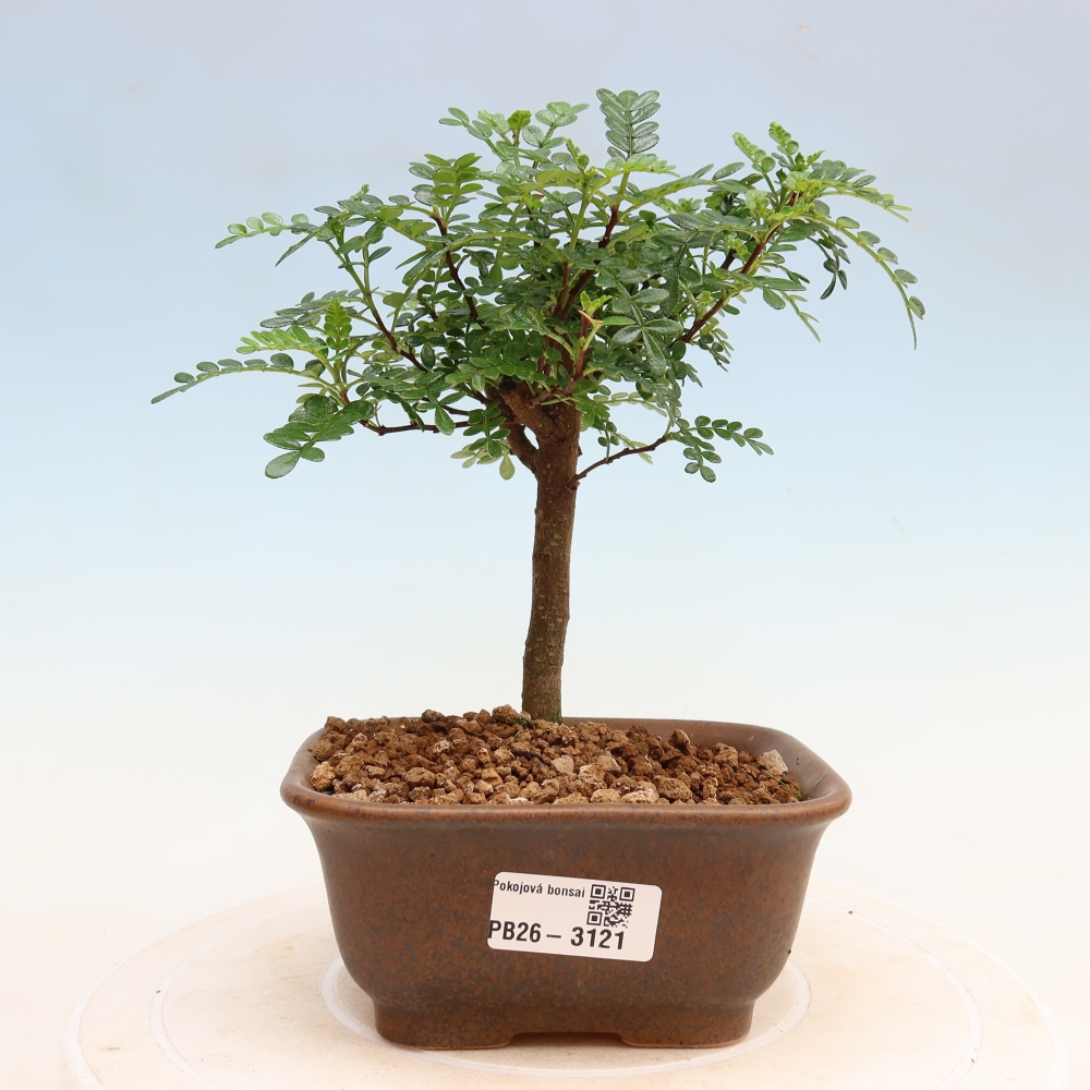 Pokój bonsai - Zantoxylum piperitum - drzewo pieprzowe