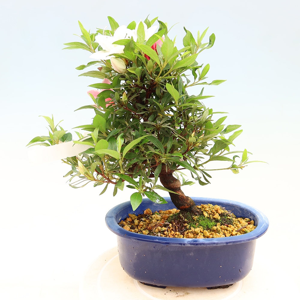 Bonsai zewnętrzne - Azalia japońska - Azalia CHIHIRO